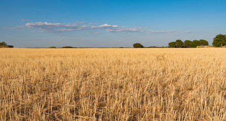 Landscape of freshly carded cereal