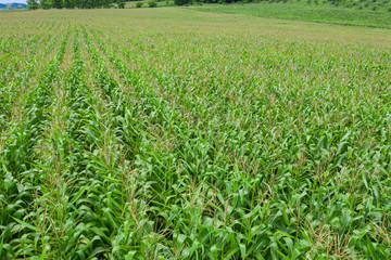 agricultural area flowering green corn fields of farmer
