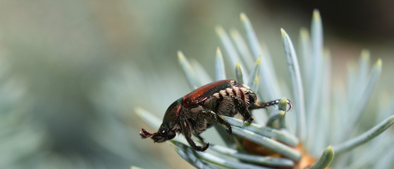 Asian beetle on pine needles