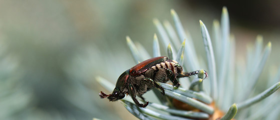Asian beetle on pine needles