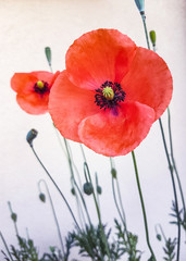Fototapeta premium red poppies on white background