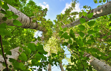 Fototapeta premium White birch trees, summer.