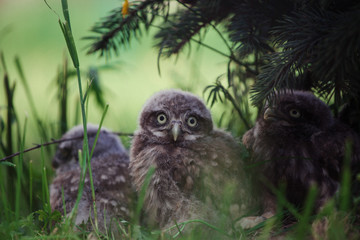 Little Owl Babies, 5 weeks old, on grass