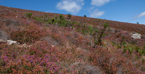 Flowering Heatherfields. Col de espinouse Languedoc France