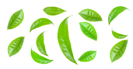 Green tea leaf collection isolated on white background