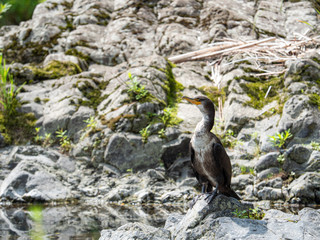 カワウ 野鳥 生物