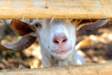 Portrait of a white goat looking out of the pen, close-up. Smiles