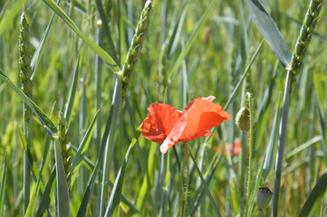 red poppy in field