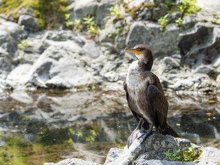 カワウ 野鳥 生物
