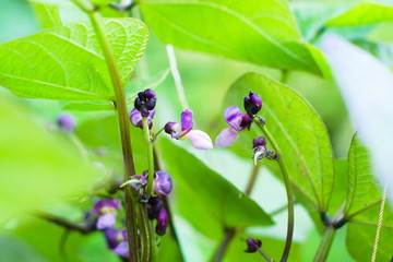 Phaseolus bush with purple flowers. Agricultural concept, farming season