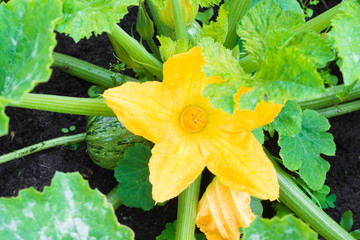 Large yellow flower on a zucchini bush in the garden. Agricultural concept, farming season