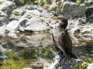 カワウ 野鳥 生物