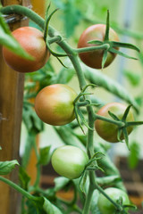 Half-ripe tomato branch in the greenhouse. Agricultural concept, farming season