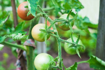 Fototapeta premium Half-ripe tomato branch in the greenhouse. Agricultural concept, farming season