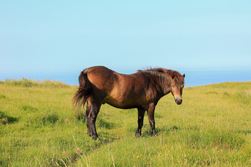 braunes Pony an der Küste in England