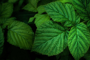 Fototapeta na wymiar Dark green natural background with raspberry bush foliage