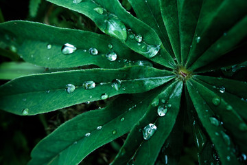 Fototapeta premium Lupine (Lupinus) leaves with morning dew. Natural dark background. Spring cloudy weather, early morning
