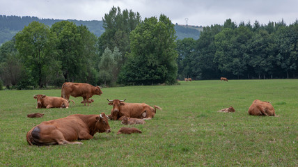 Cows in meadow. Tarn. Languedoc France.  © A