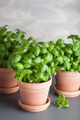 fresh basil herb in terracotta flowerpot