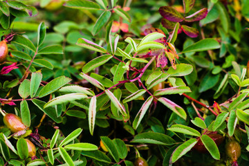 Wild rose leaves, dark natural leafy background