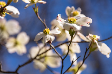 Fototapeta na wymiar White Dogwood Flowers 