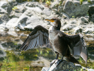 カワウ 野鳥 生物