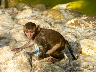 Baby Bonnet Macaque Closeup of indian Monkey