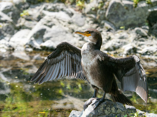 カワウ 野鳥 生物