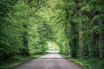 Trees arching over road with converging lines at the horizon of a long path through the woods. Green branches hanging over roadway in the woods create a natural tunnel through the forest. Toned