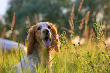 Portrait of happy dog in summer field