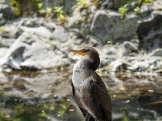 カワウ 野鳥 生物