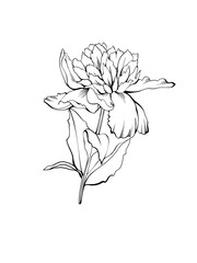 Obraz premium Peony flower as design element. Hand drawn sketch style. Isolated on white. Vector illustration. Vintage background for paper, textile, wallpaper, cards and wrapping