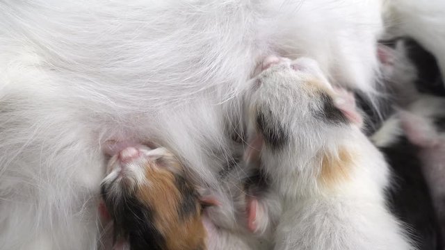 Newborn kittens suck milk from his mother