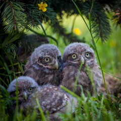 Little Owl Babies, 5 weeks old, on grass