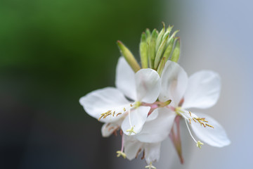 ハクチョウソウ