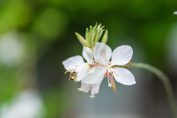 ハクチョウソウとミツバチ