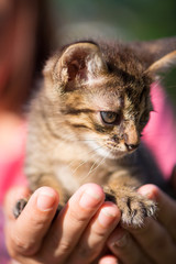 Little cat on hand