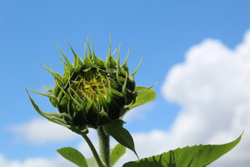 photo of a large Bud of a sunflower flower in the field against the sky 