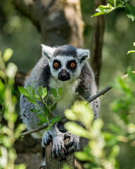 Ringtailed Lemur climbing in a tree.