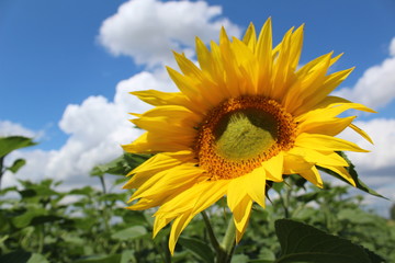  large inflorescence of a sunflower.big yellow petals.bright,beautiful flower.background blue sky and white clouds.time year summer.productivity of sunflower.Sunny day.