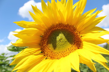  large inflorescence of a sunflower.big yellow petals.bright,beautiful flower.background blue sky and white clouds.time year summer.productivity of sunflower.Sunny day.