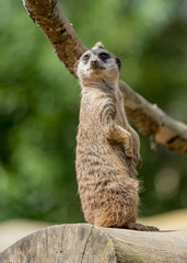 Fototapeta premium Lone Meerkat on lookout.