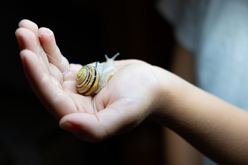 a small snail in the hands of a child