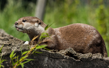 Asian Otter. Mammal. 