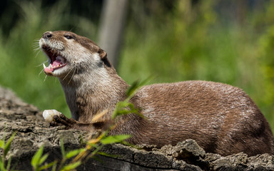 Asian Otter. Mammal. 