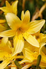 Obraz premium yellow Lily flower with stamens close-up