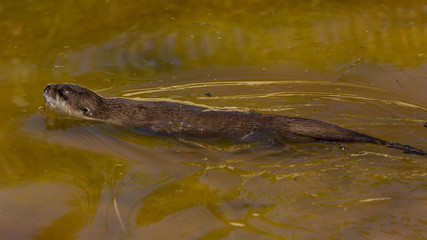 Obraz premium Asian Otter, swimming. Animal, mammal, 