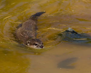 Asian Otter, swimming. Animal, mammal, 