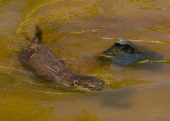 Asian Otter, swimming. Animal, mammal, 
