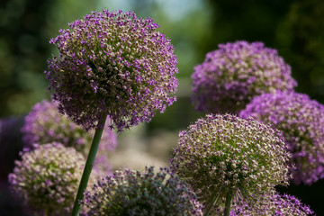 Fototapeta premium Closeup of giant onions in a garden in spring